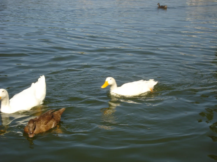 three ducks are in a body of water