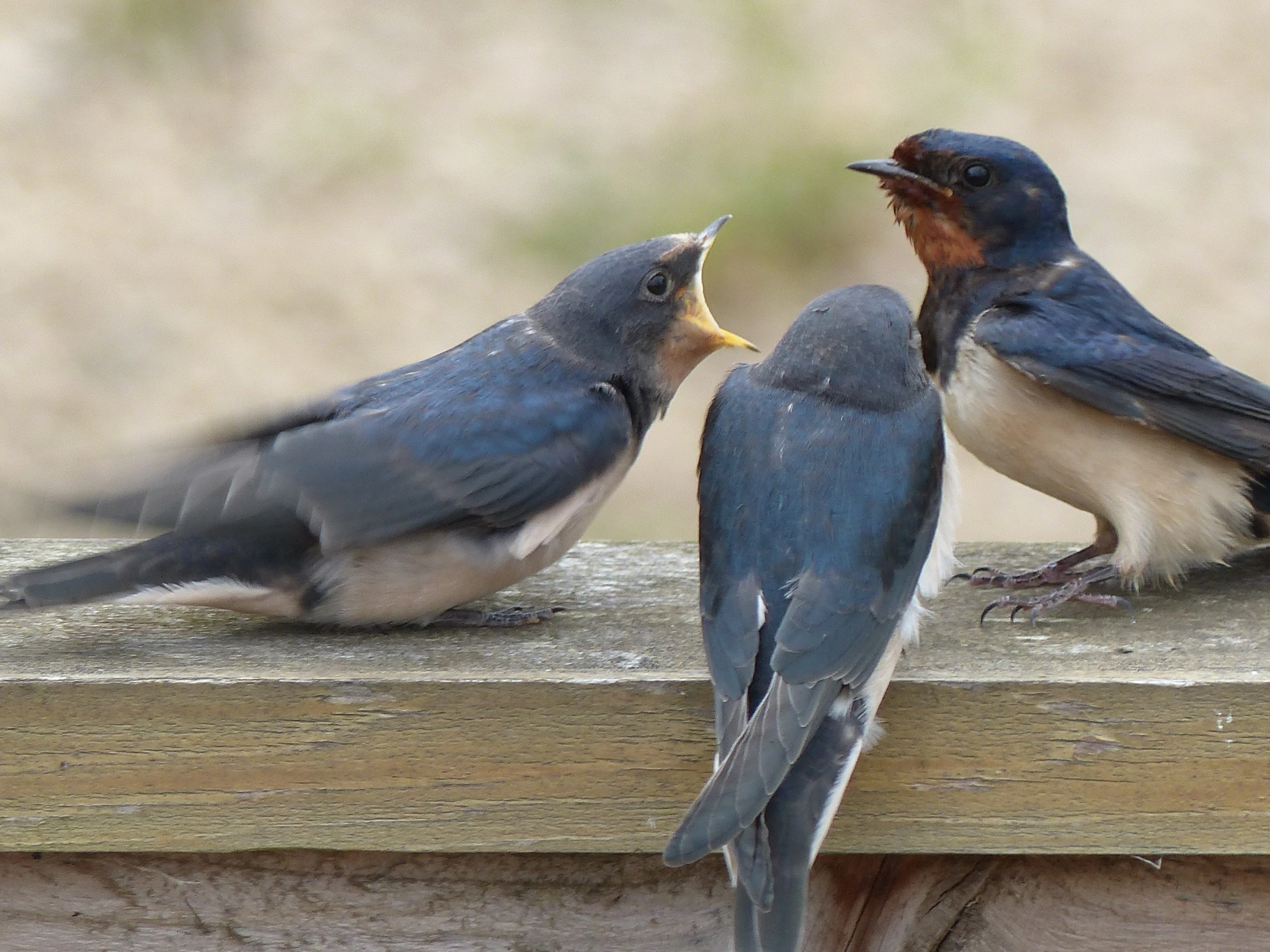 three birds standing on a piece of wood with their beaks open