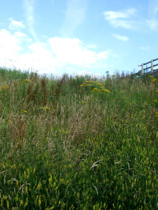 a hillside with grass and wildflowers in the foreground