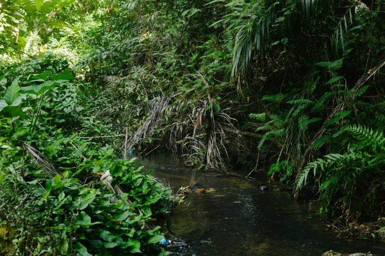 a stream in a forest surrounded by lush vegetation