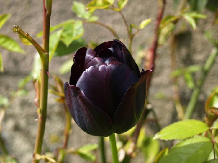 purple flower with some leaves in the foreground