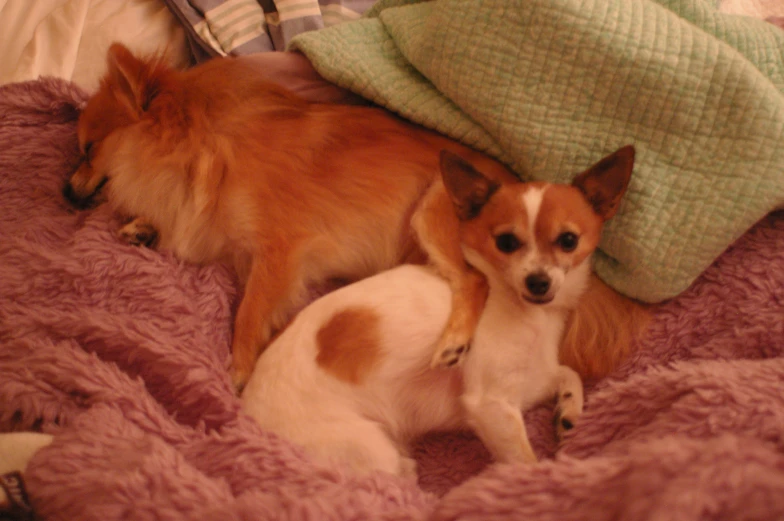 a small dog sleeping next to a large brown and white dog