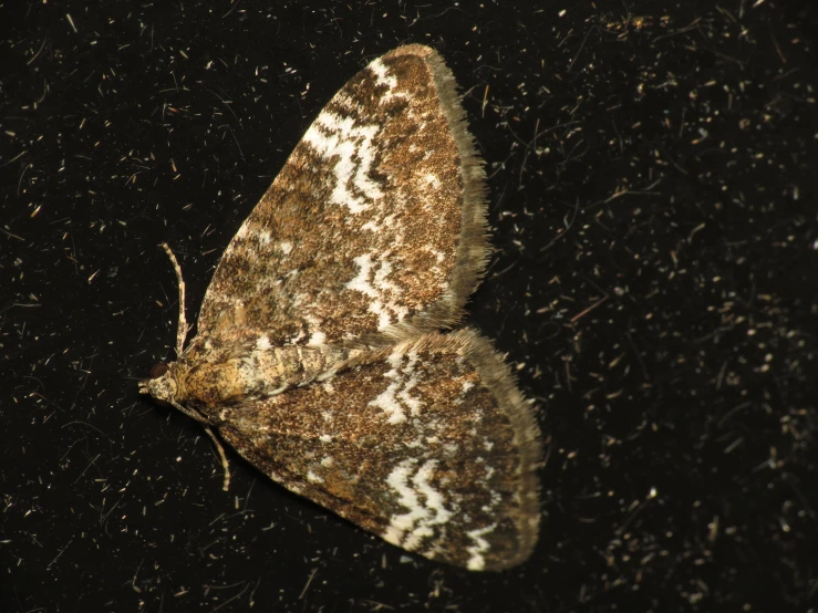 a white, brown and black erfly on a dark surface