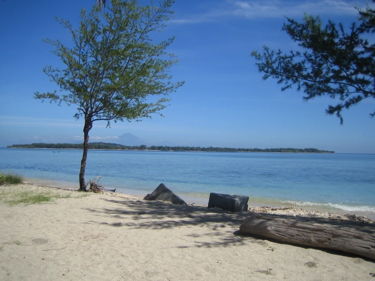 a couple of tree's next to the beach with water and trees in front