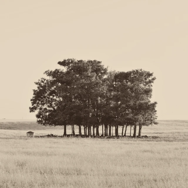 a pasture with several trees on one of the land and an animal standing in the middle of the field