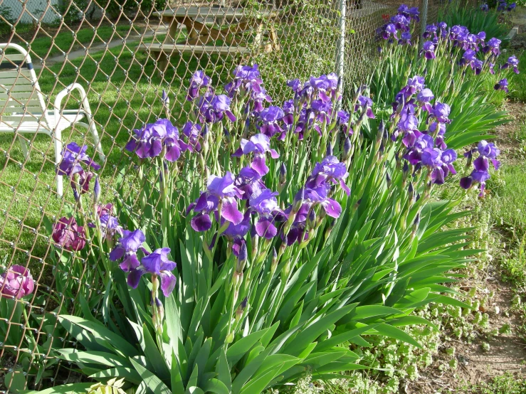 there are many different types of flowers near the fence