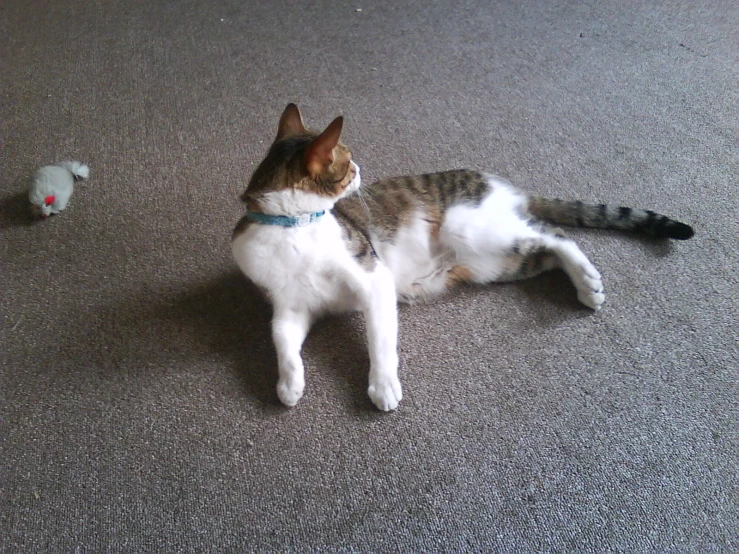 cat laying on the floor with toys