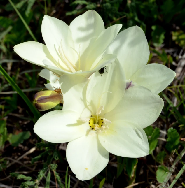 two white flowers with a yellow stamen on it