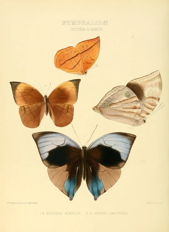 three erflies are depicted with different wings