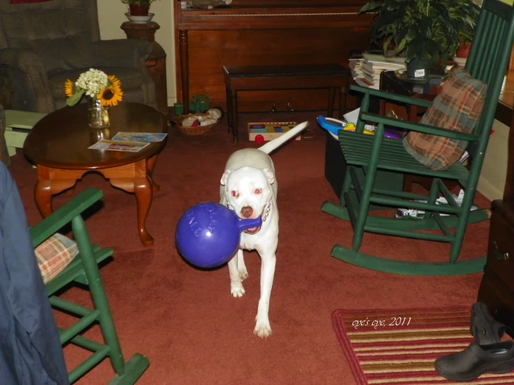 a dog holding a blue ball in his mouth