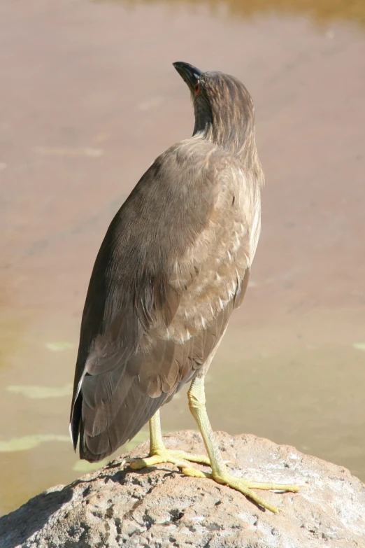 the bird is perched on a rock next to the water