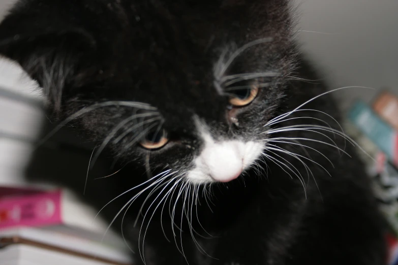 a close up of a cat's face on a table