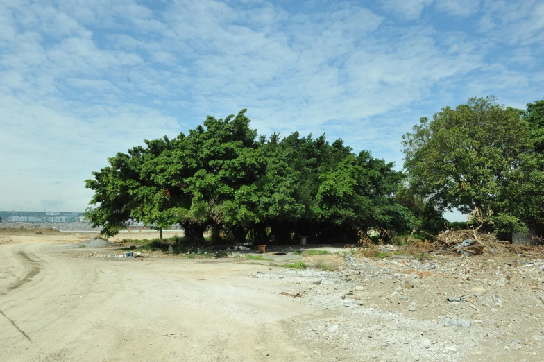 a dirt road between two trees on either side