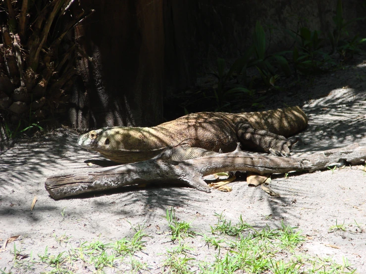 an animal that is laying down in the dirt