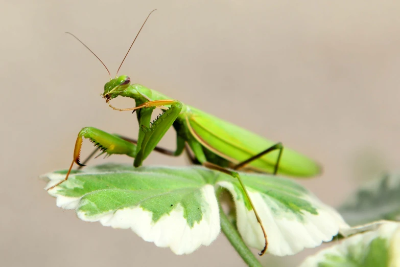 a praying mantisca is sitting on a leaf