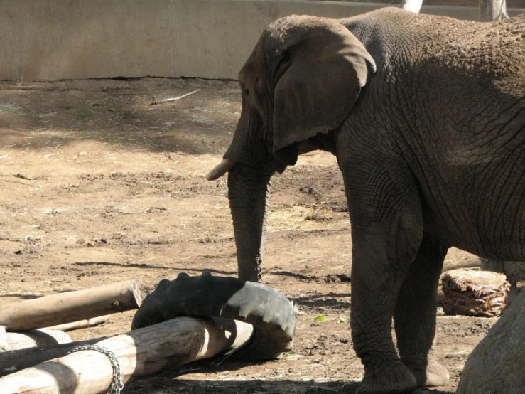 an elephant standing next to logs in the dirt