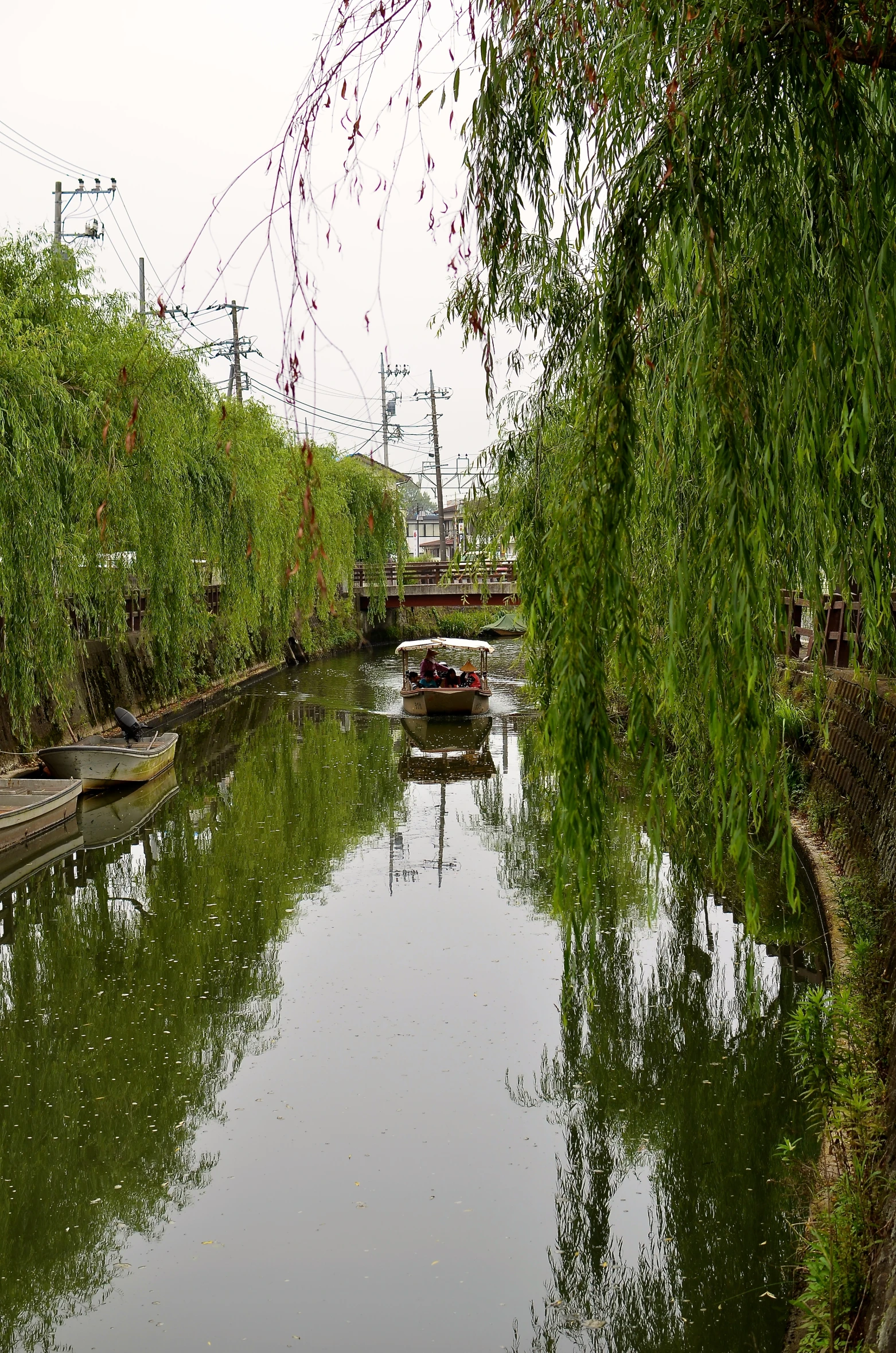 some trees and grass by water and wires