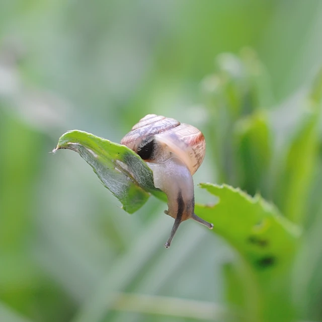 a snail crawling over the top of green leaves