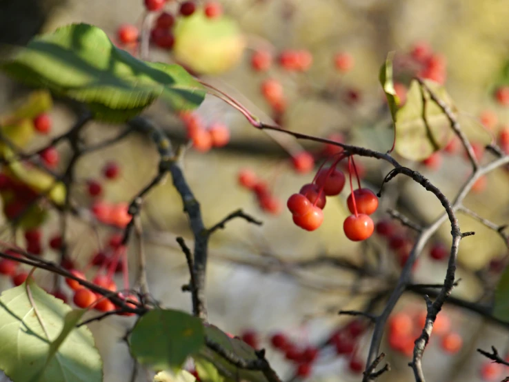 a close up of some berries on a tree