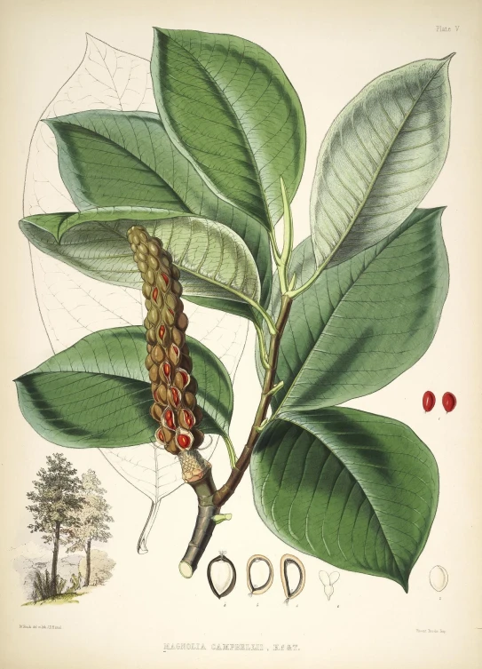 the illustration shows the leaves and seeds on the plant