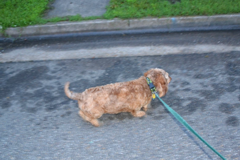 a brown dog walking down the street while being walked