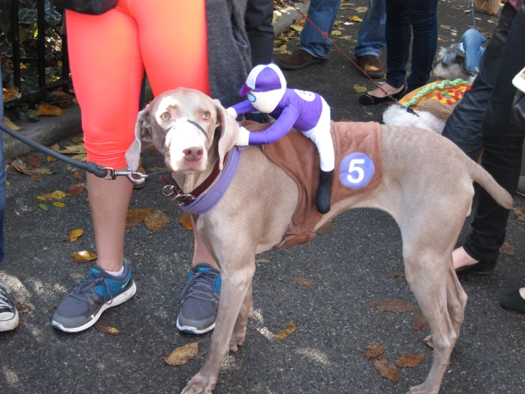 a dog with two people on it standing next to a line of people