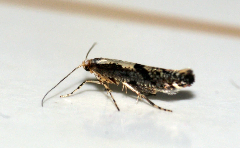 close up of a bug sitting on the floor