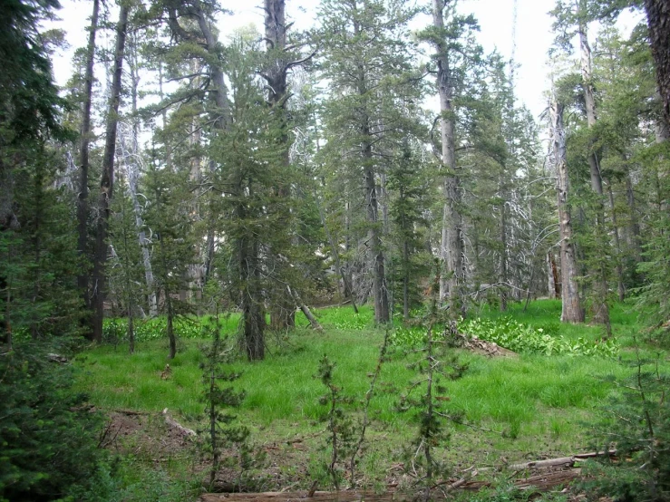 a clearing on the ground with some trees and a creek