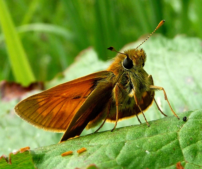 a very small brown insect sitting on top of a leaf