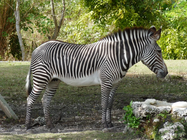 a ze is standing in an enclosure near trees