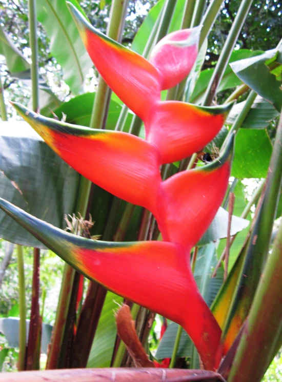 red flower with green leaves in foreground and trees in background