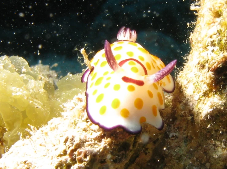 an sea creature that is sitting on a rock