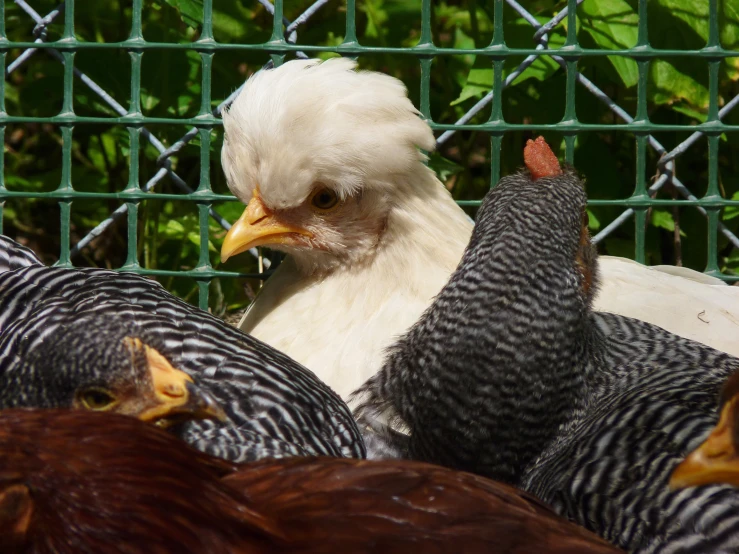 chickens walking around in a caged area