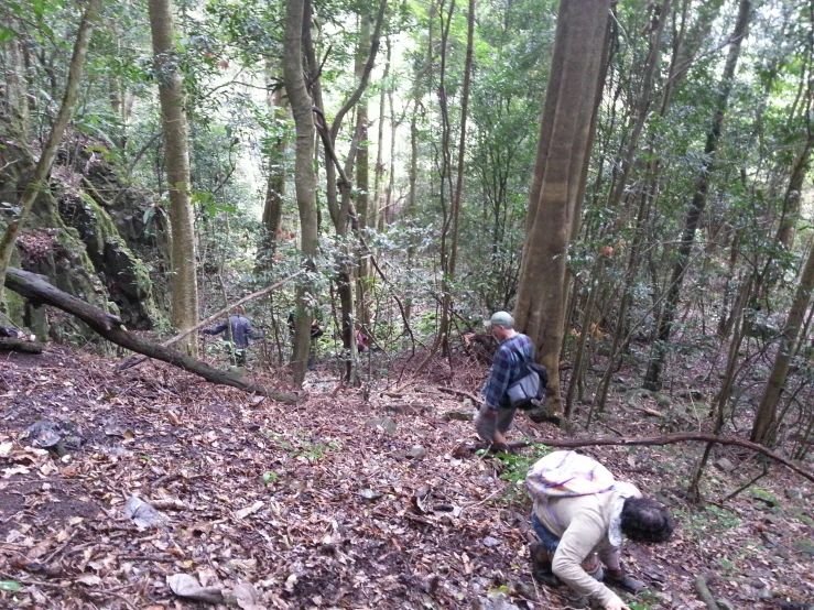 a group of people hiking through a forest