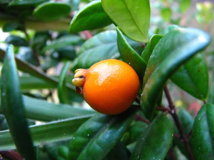 an orange tree with some green leaves