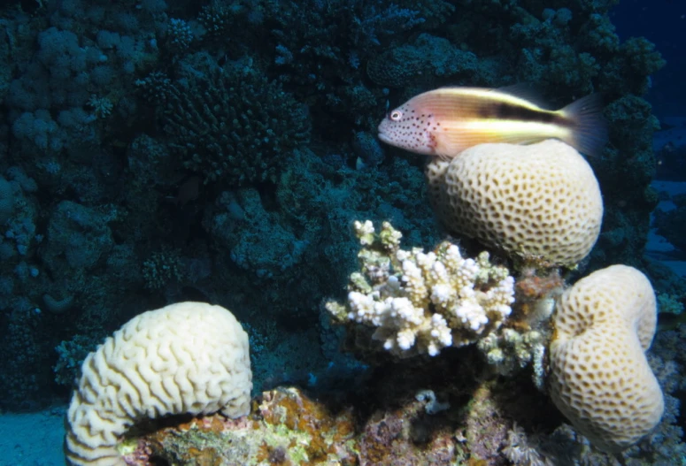 a colorful fish in front of a variety of corals