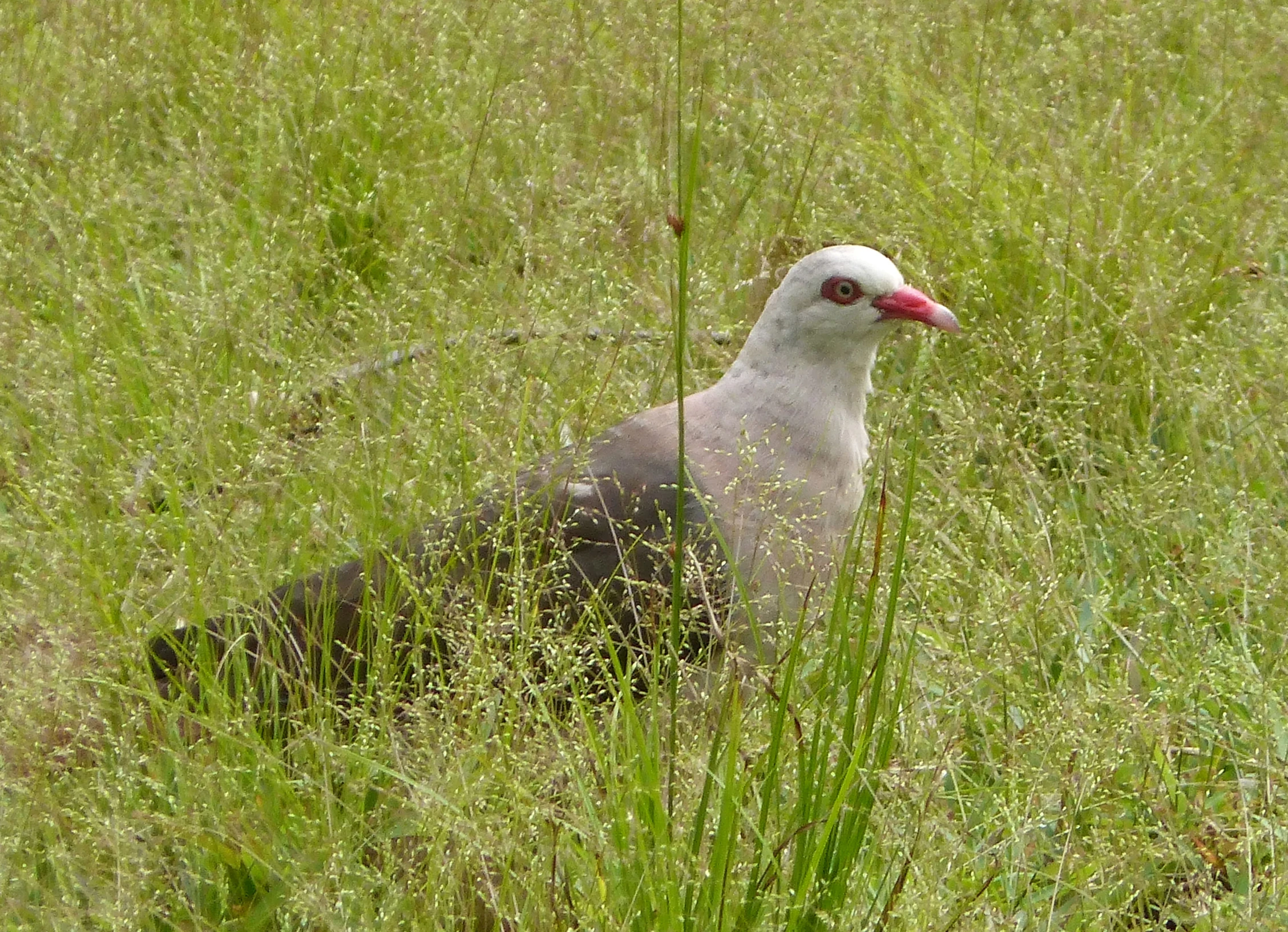 a large white bird in the grass