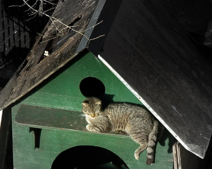 a cat sleeping on the roof of a green bird house