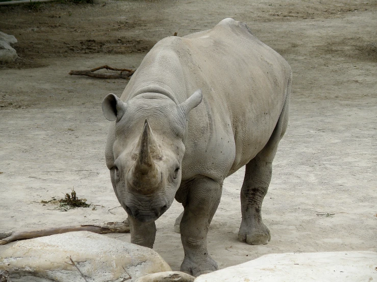 a rhino with it's back turned standing on the ground