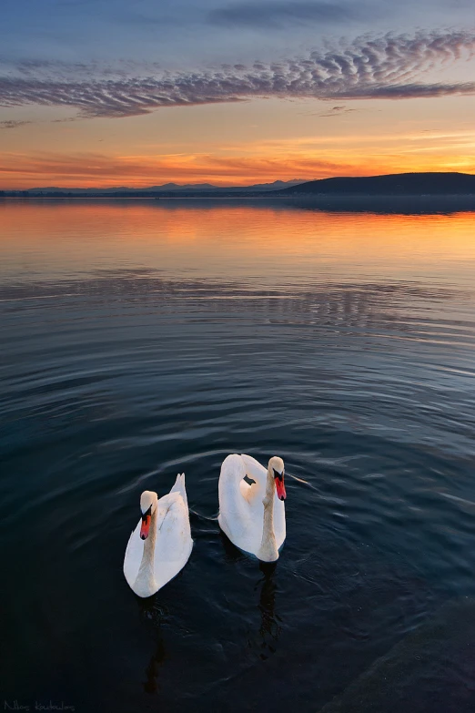 two swans swimming together in the water at sunset