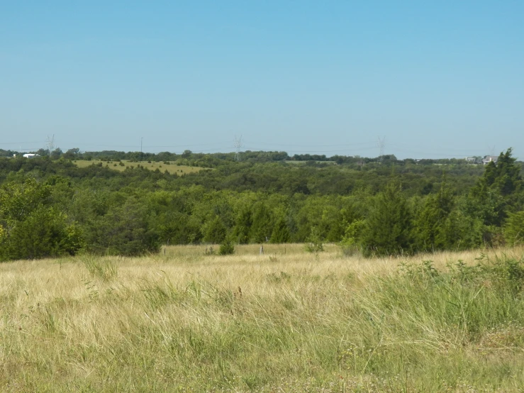 an orange cow standing in a field next to some trees