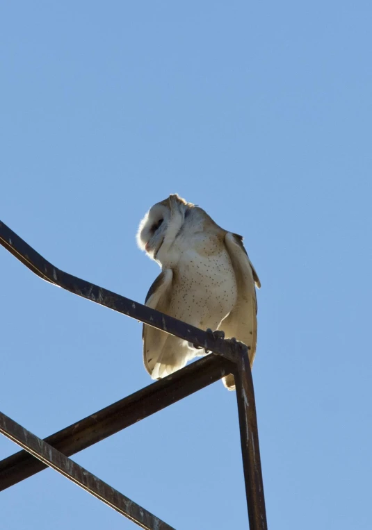 an owl sitting on a metal structure with a blue sky background