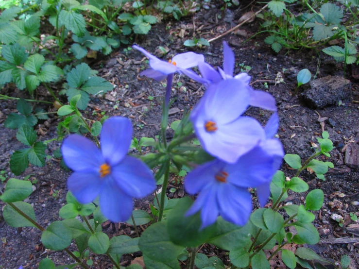 a group of blue flowers near each other