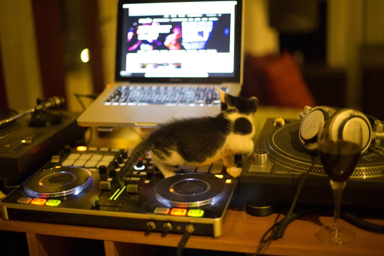 a small kitten is standing on some decks