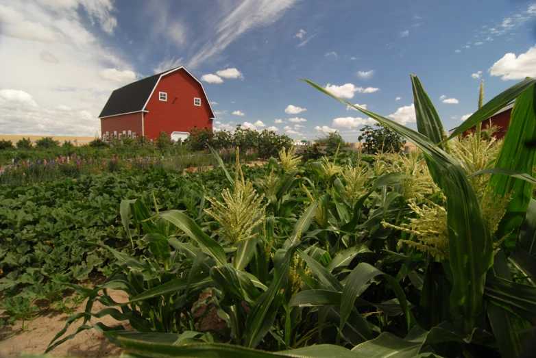 a red barn in the middle of a corn field