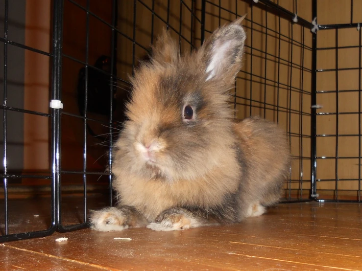 a brown and white bunny sitting inside of a cage
