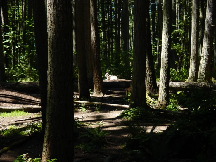 a wooded area with lots of trees and rock