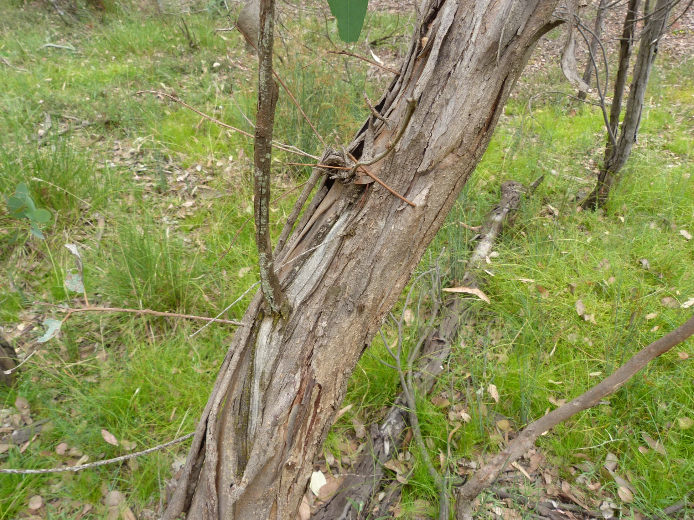 an uprooted tree in the wild with small vines growing on it