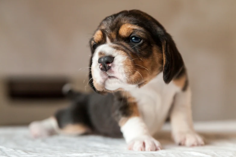 a puppy is standing in a white bed