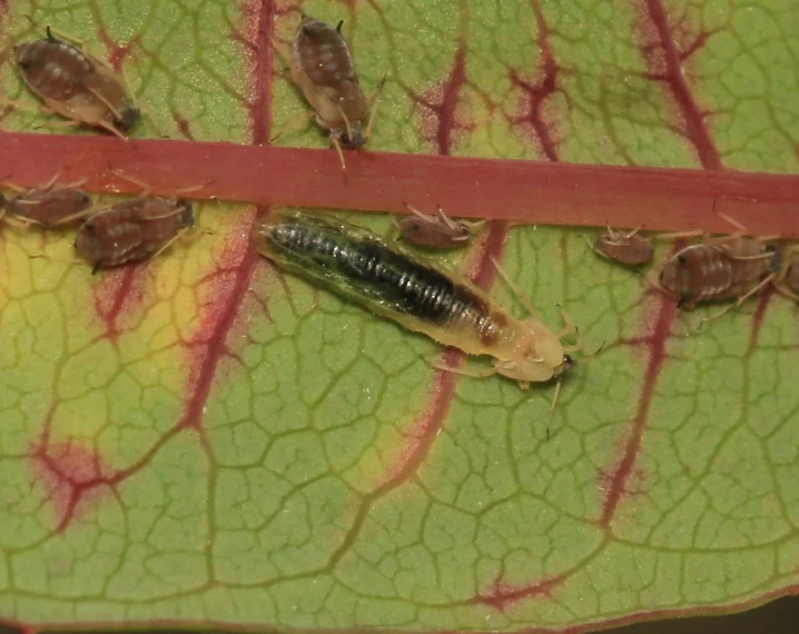 some black and brown bugs are on a leaf